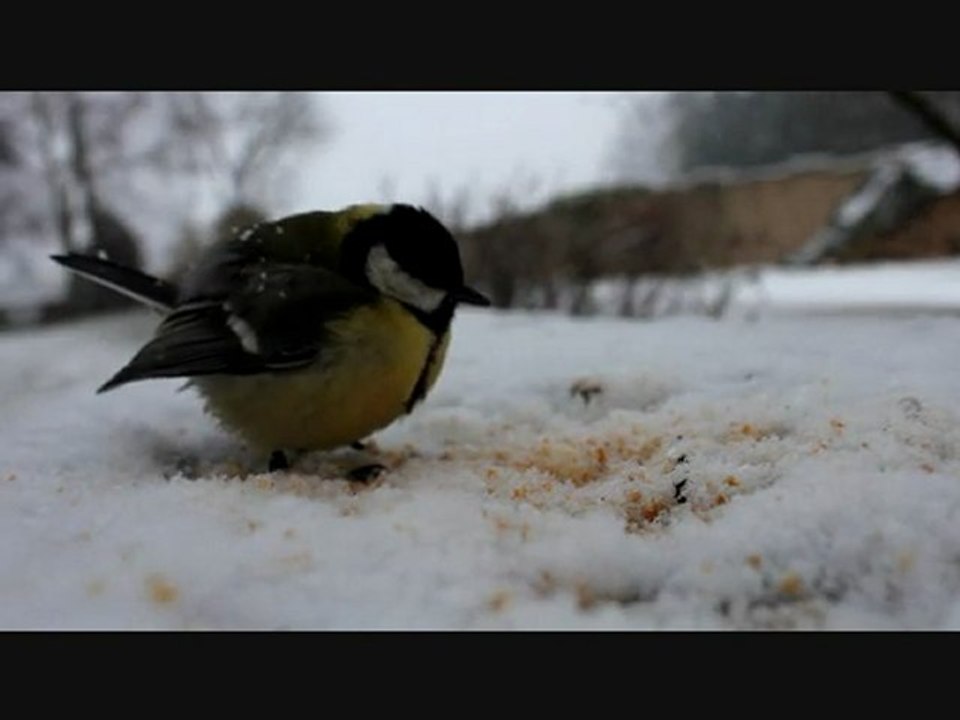 Oiseaux