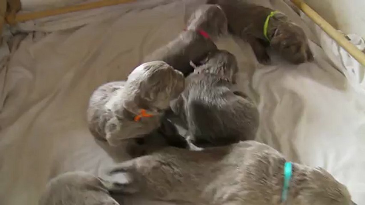 03/03/2013 Jesse Ewan bébés poils longs Jours 22