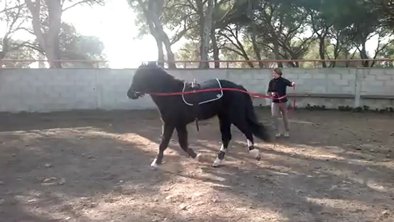 Avatar au longues rênes