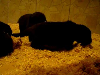 chiots terre neuve de l'élevage de VALOYAN