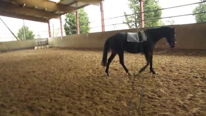 Violine au longues Rênes