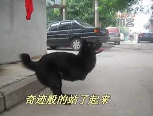Granny Jin Rescues Dog With No Front Legs, China
