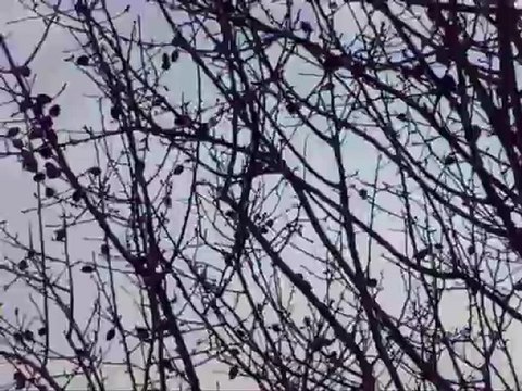 BruléParlesilluminés - Persécution aérienne 1 - 210213