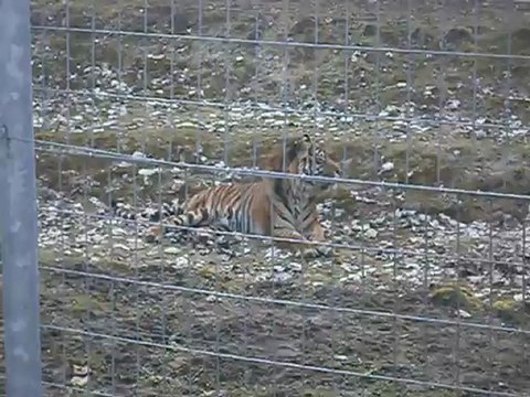 mamie josette & the tiger