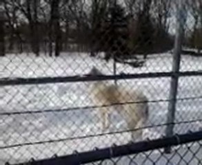 Como Zoo - Wolves meet sirens.