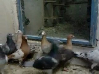 Şanlıurfadan Mahmut demirin Filo kuşları www.guvercintv.com