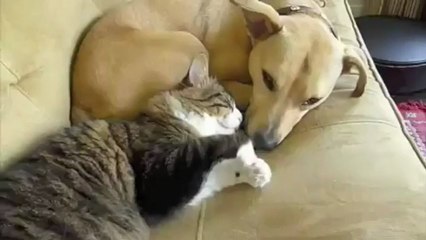 Kedi ve köpeğin dostluğu