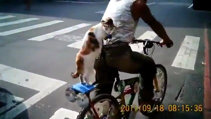 Cat With A Sombrero Riding In The Back Of A Bicycle