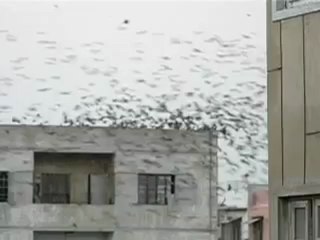 huge Group of birds in a city