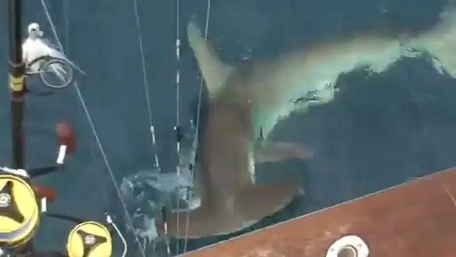 Miami Beach Shark Fishing _ Shark Fishing Miami charter boat