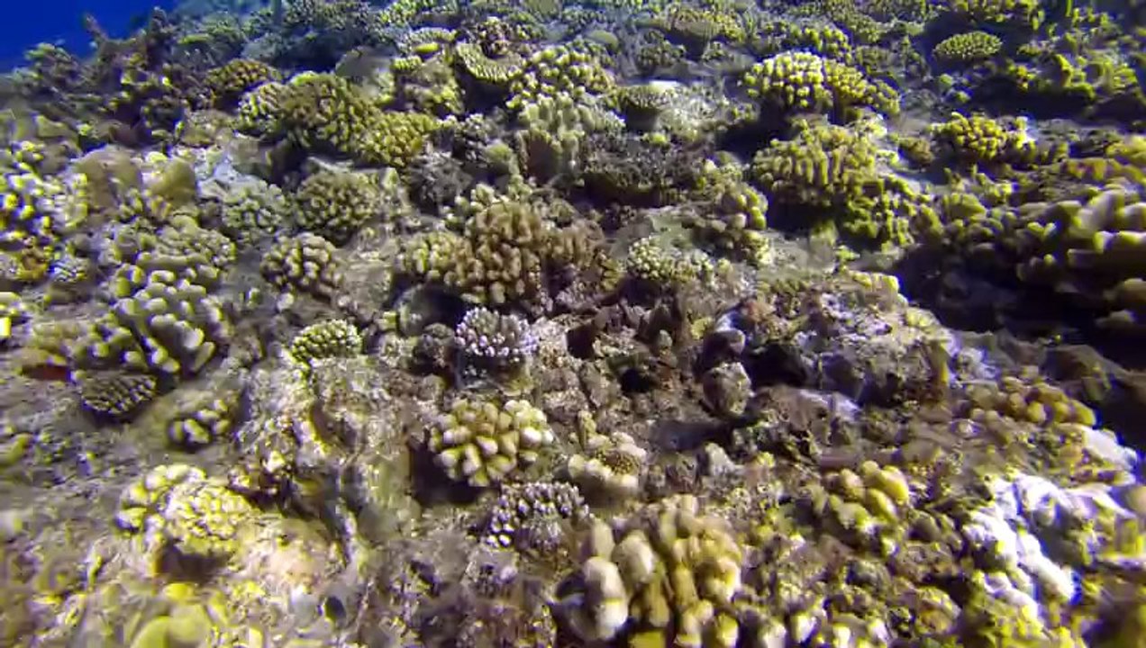 Tahiti - Plongée au Tombant saint etienne - Fev 2013