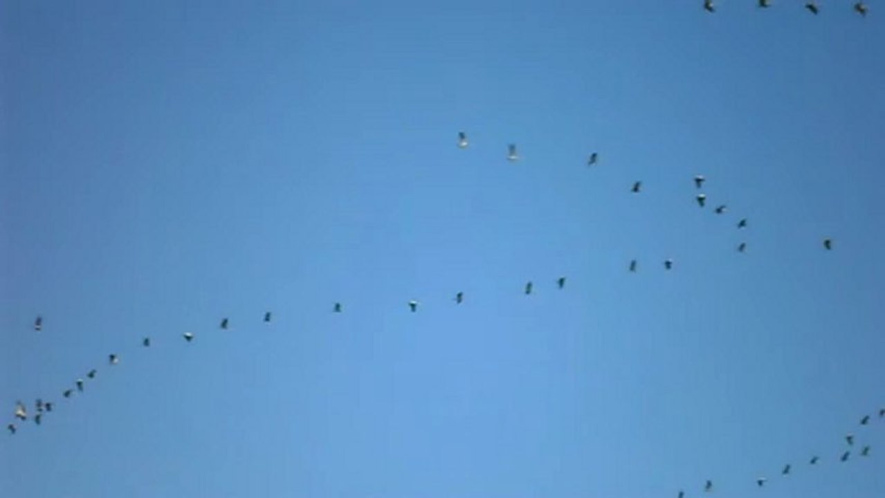 Migration Grues cendrées