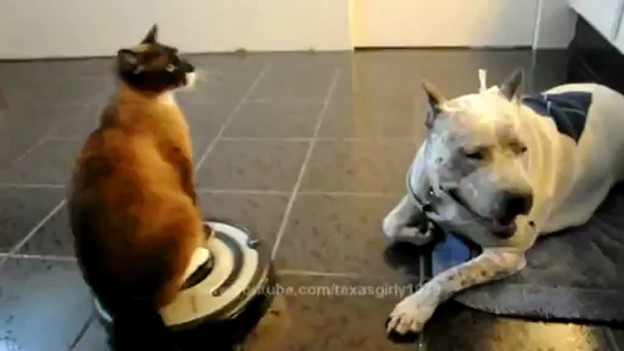 Un chat qui aime passer l'aspirateur