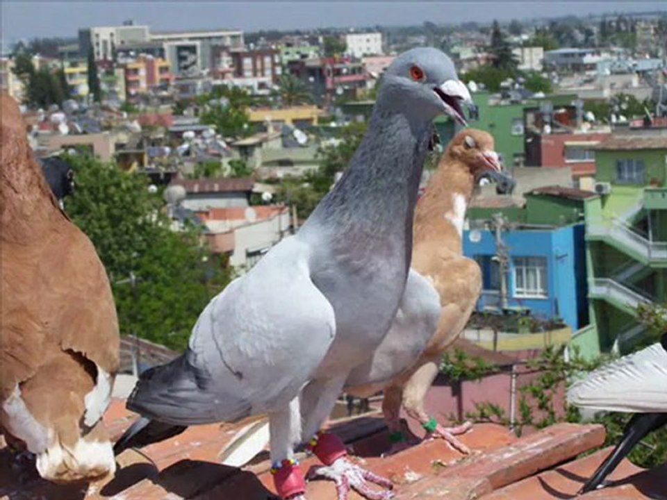 NAKIŞLI-ÇUBUKLU-KARANFİLLİ-YAZILI FİLO GÜVERCİNLERİ -  www.guvercintv.com