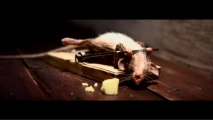 Une souris dopée au fromage