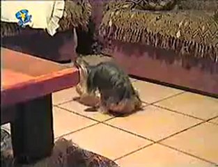Chien vs Peluche : attrape-moi si tu peux