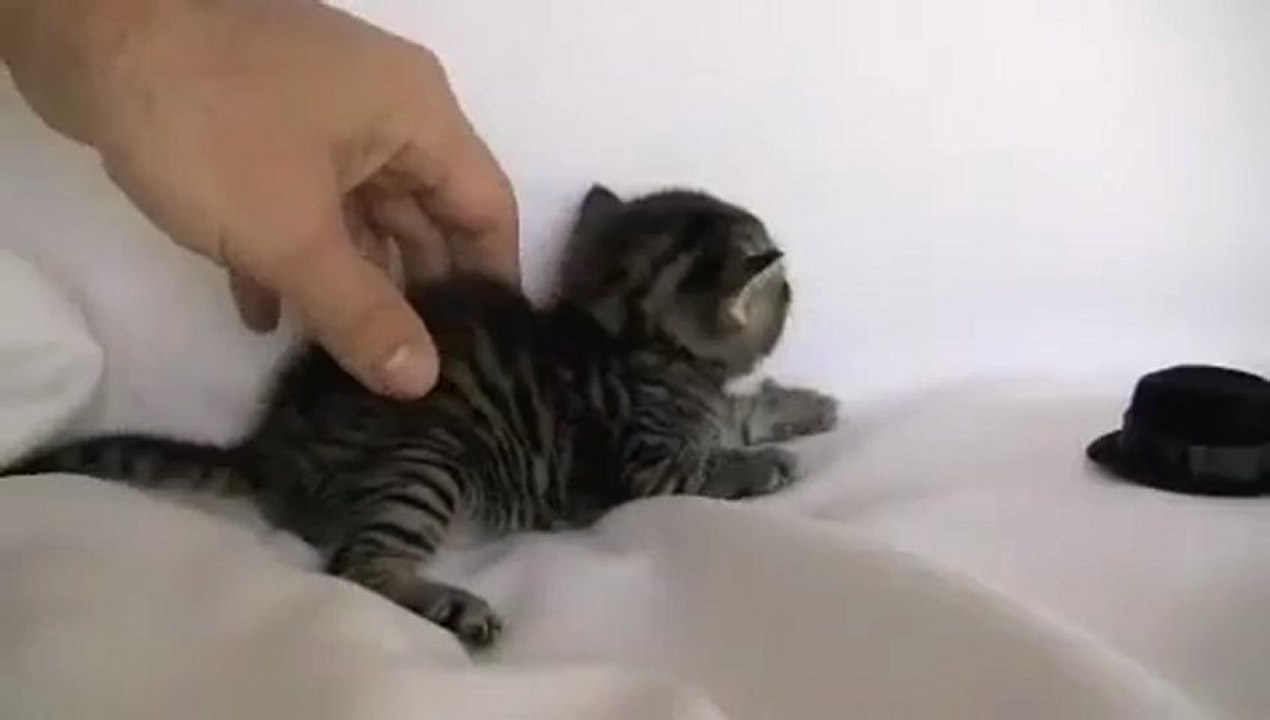 Vilain chat !