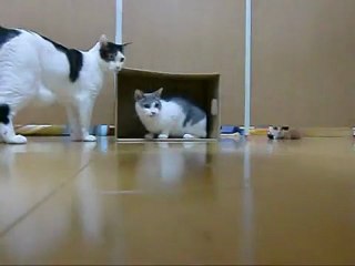 La coupe du Monde des chats !