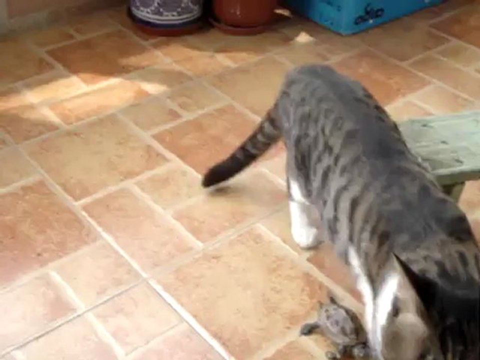 Une tortue tente d'embrasser un chat