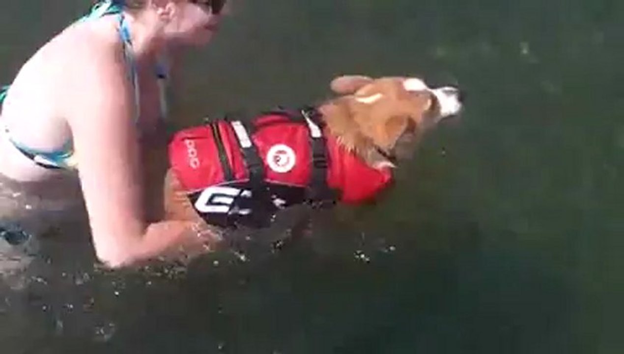 Plongeon ridicule