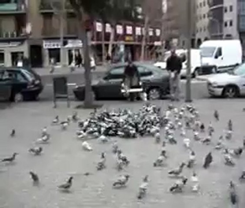 Capture de pigeons