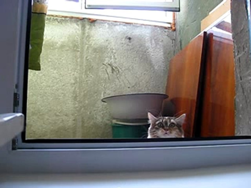 Un chat espion