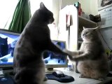Deux chats jouent à 