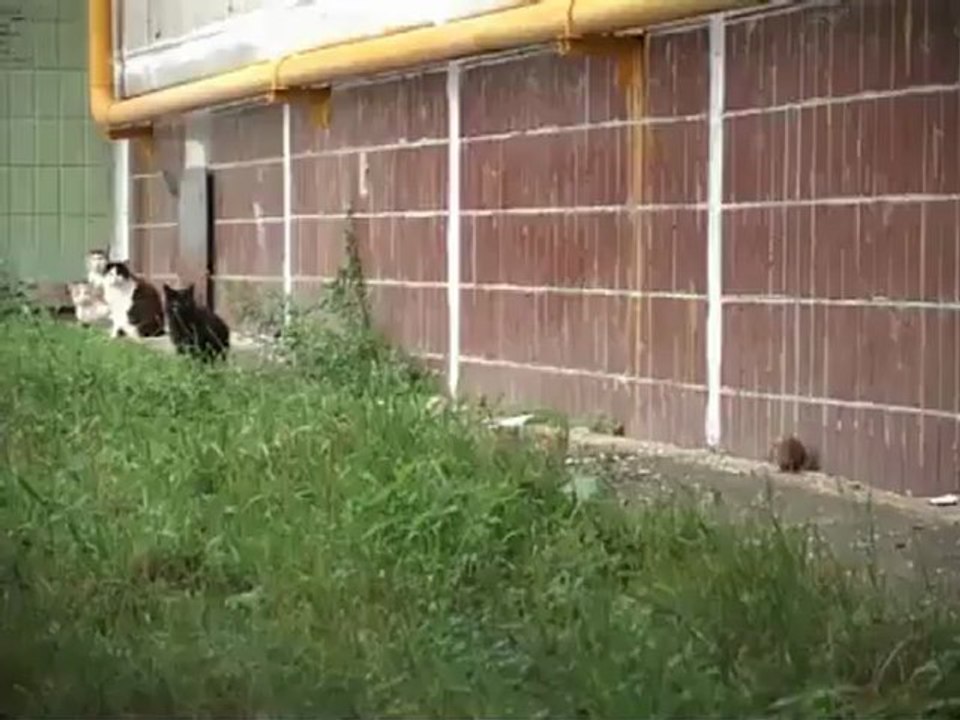 Chats contre rat