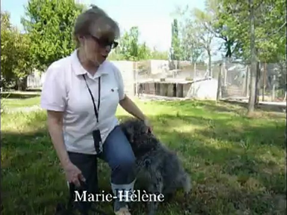 Augmentation des abandons d'animaux