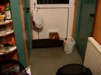 Chat trop gros pour rentrer chez lui