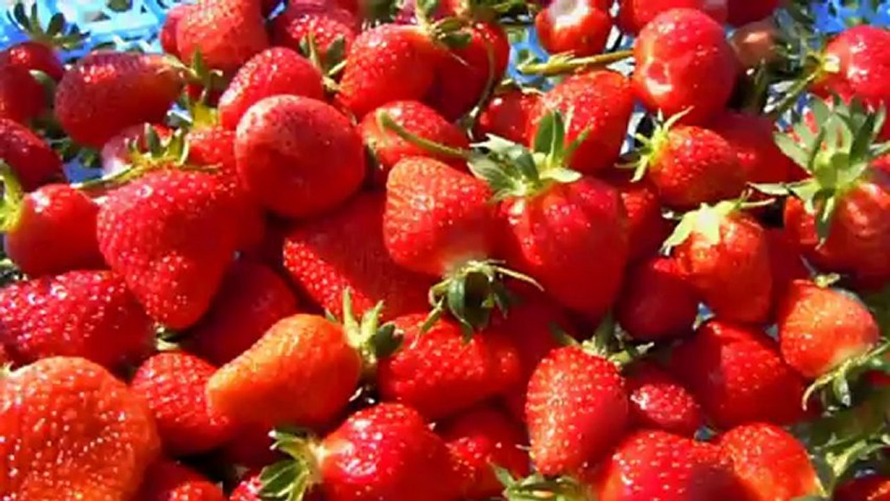 Bon plan : cueillir ses fraises en plein champ