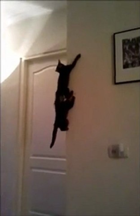 Chatons Ninjas !
