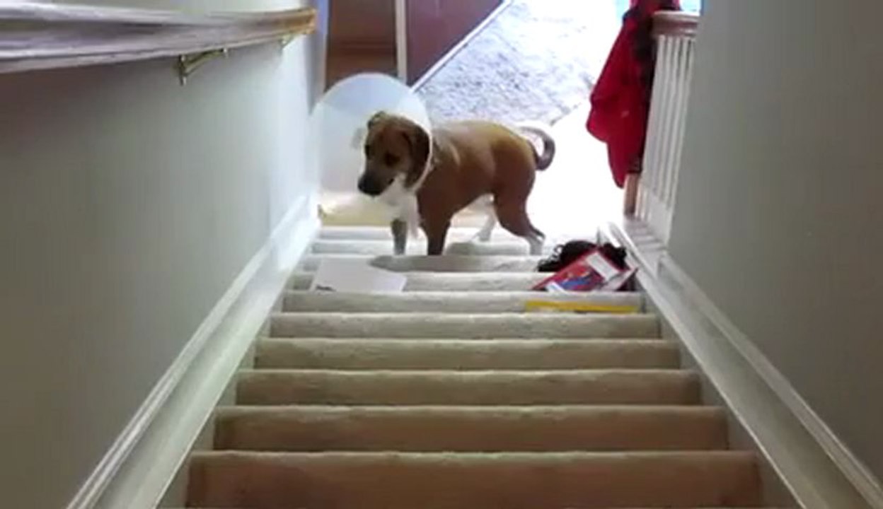 Pas si bête !