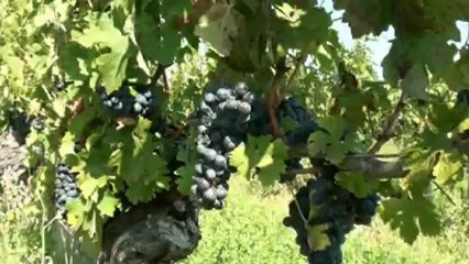 Vendanges au château Montus à Madiran