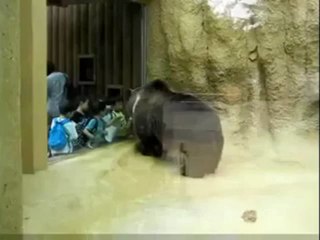 Danse avec un ours