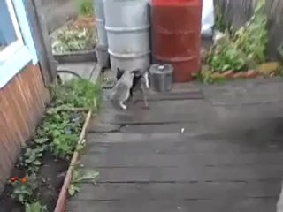 Rapporte le chat !