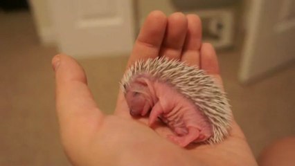Bébé hérisson fait la sieste