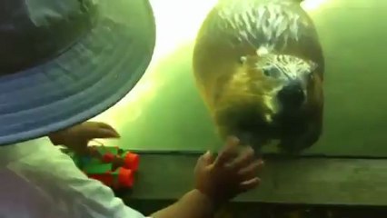 Un castor qui fait coucou