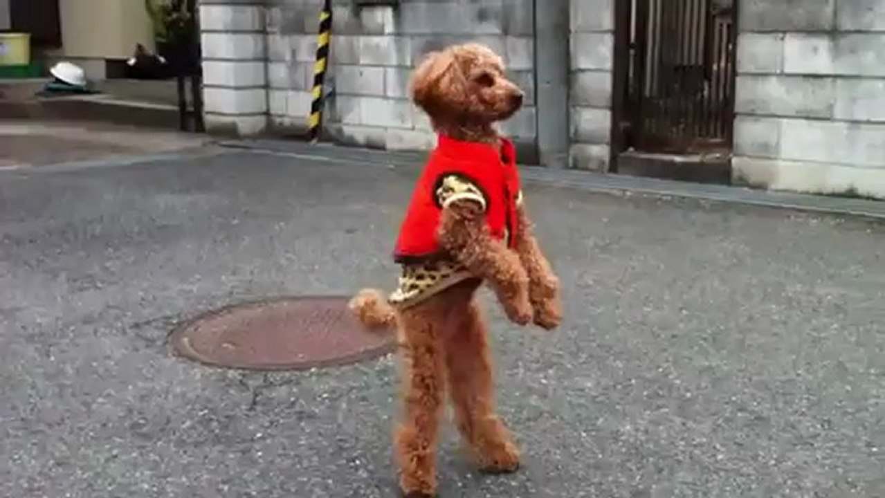 Un caniche sur deux pattes