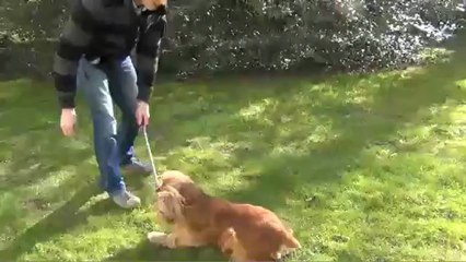 Comment apprendre le "roulé boulé" à son chien ?