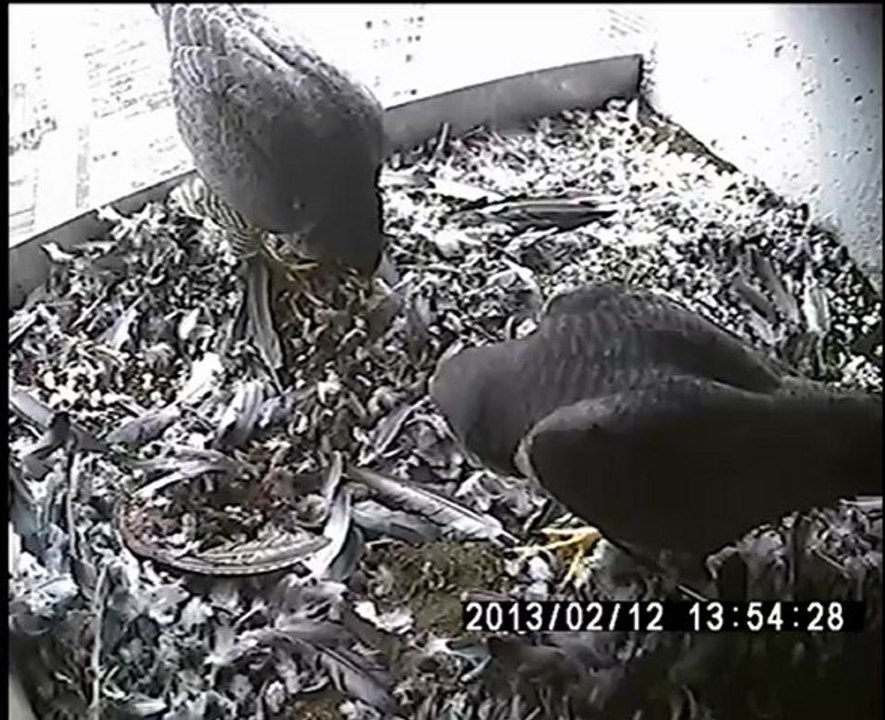 Salutations d'un couple de Faucons pèlerins, Paris