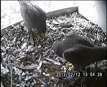 Salutations d'un couple de Faucons pèlerins, Paris