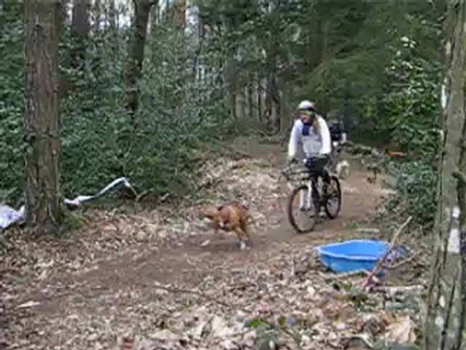 une toute petite vidéo du parcours de calypso en vtt avec moi lors du challenge canicrossbreizh