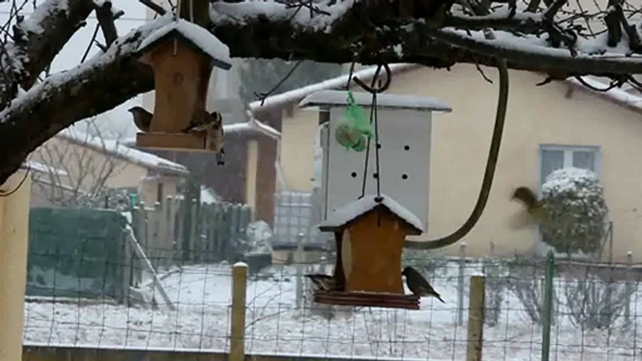 LES OISEAUX AUTOUR DES MANGEOIRES LORS DE L'HIVER 2012/13