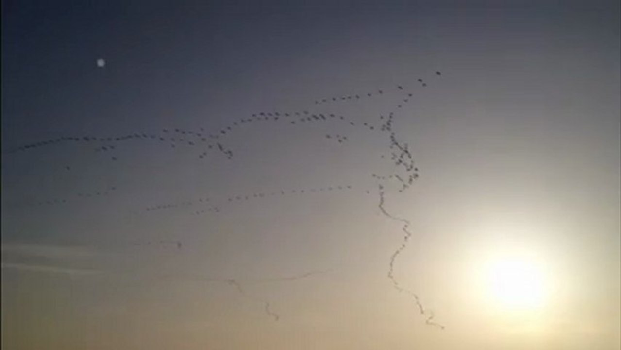 Les grues cendrées en migration