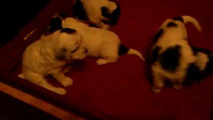 Portée de Caline 2013 - Les Chiots (2) 4 mars