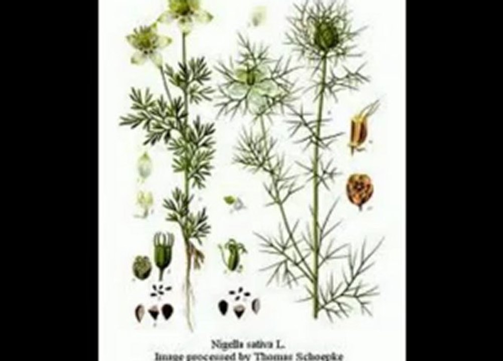 GRAIN DE NIGELLE " HABBA SAOUDA "  REMEDE CONTRE TOUTES LES MALADIES