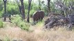 Kenia: crece muerte de elefantes