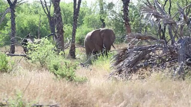 Kenia: crece muerte de elefantes