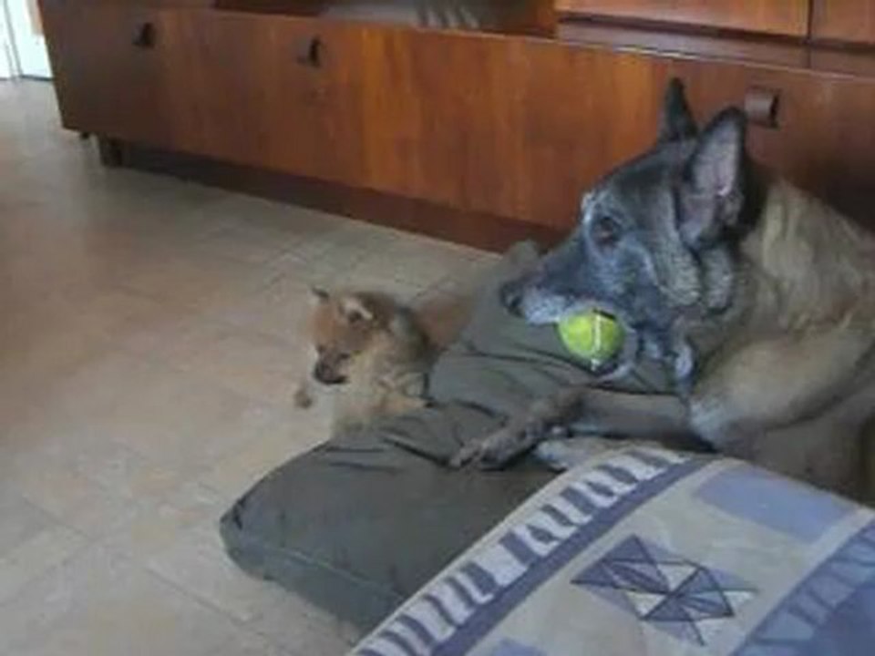 Hazelnut petit Spitz Allemand